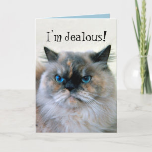 Happy Birthday Jealous Himalayan Persian Cat Humor Kaart
