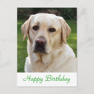 Happy Birthday Labrador Retriever Dog Post Card Briefkaart