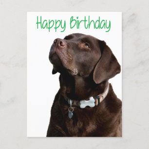 Happy Birthday Labrador Retriever Dog Post Card Briefkaart