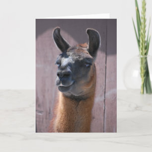 Happy Birthday Llama Kaart