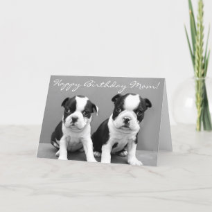 Happy Birthday Mam Boston Terrier Puppies kaart