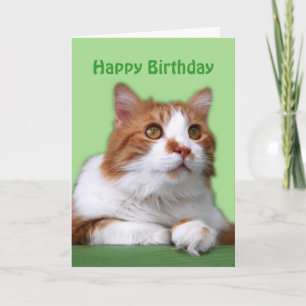 Happy Birthday Oranje en White Thoughtful Cat Kaart