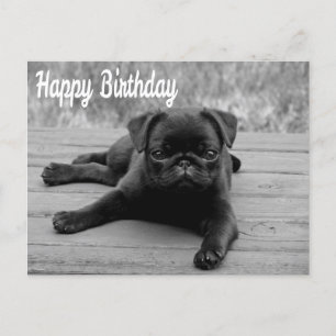 Happy Birthday Pug Puppy Dog Briefkaart