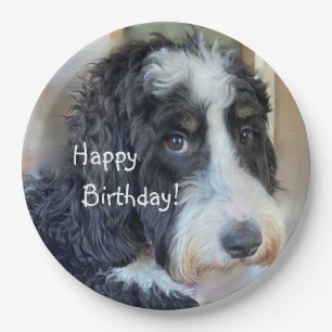 Happy Birthday Schattig Bernedoodle Papieren Bordje