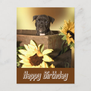 Happy Birthday Staffordshire Terrier Dog Post Card Briefkaart