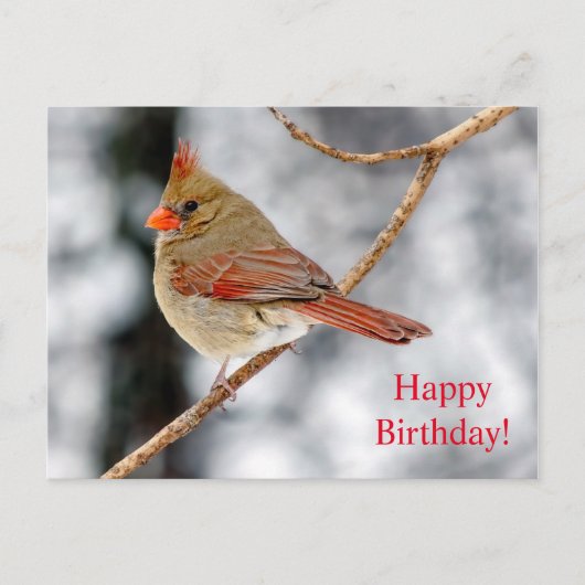 Happy Birthday Vrouw Noordelijk Kardinaal Briefkaa Briefkaart (Voorkant)