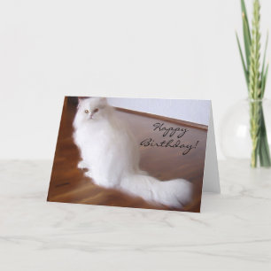 Happy Birthday White Persian cat wenskaart Kaart