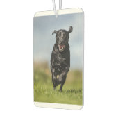 Happy Black Labrador Retriever in bedrijf met Air Luchtverfrisser (Links)