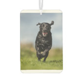 Happy Black Labrador Retriever in bedrijf met Air Luchtverfrisser (Achterkant)