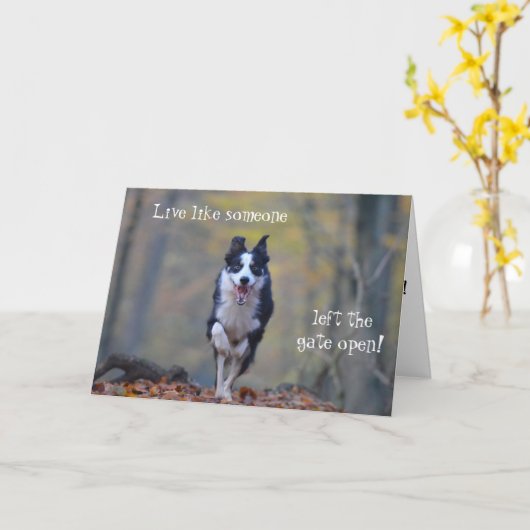 Happy Border Collie hond verjaardagskaart Kaart (Gele Bloem)