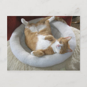 Happy Cat Briefkaart