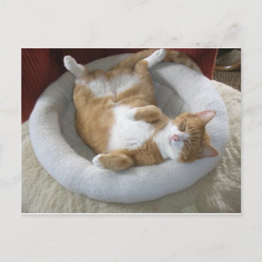 Happy Cat Briefkaart (Voorkant)