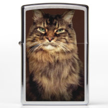 Happy Chat Brown Tabby Chat Drôle