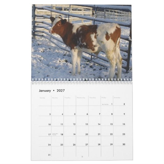 Happy Cows ~ 2013 Cow Calendar Kalender (Jan 2027)