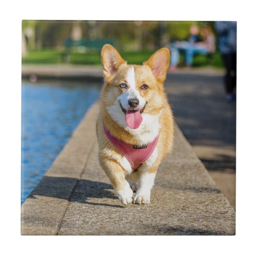 Happy Cute Blue en bruine oyed corgi panting Tegeltje (Voorkant)