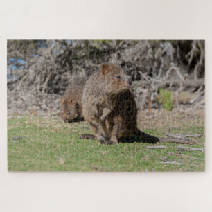 Happy & Cute Quokkas Rottnest Island, 1014 stukken Legpuzzel