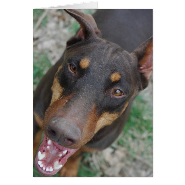 Happy doberman (Voorkant)