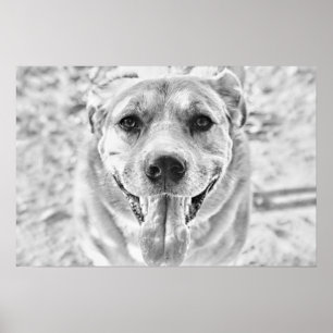 Happy Dog face poster print