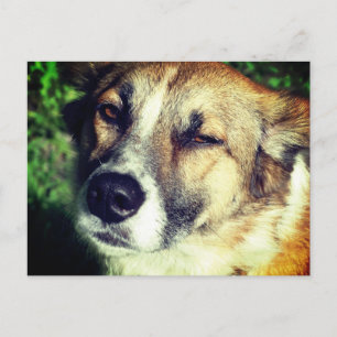 Happy Dog in de zon Foto briefkaart