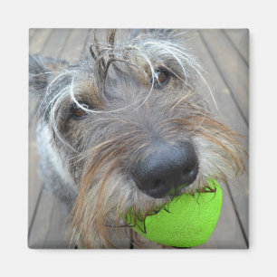 Happy Dog met Ball Magnet Magneet