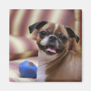 Happy Dog met Speelgoed Magneet