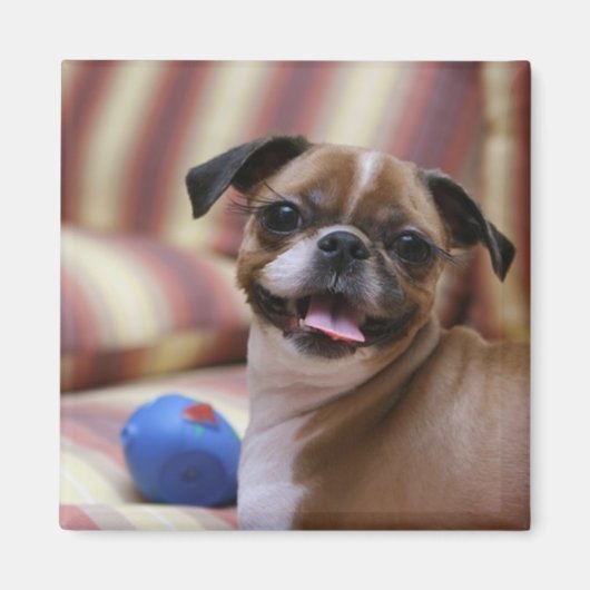 Happy Dog met Speelgoed Magneet (Voorkant)