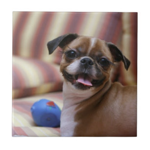 Happy Dog met Speelgoed Tegeltje