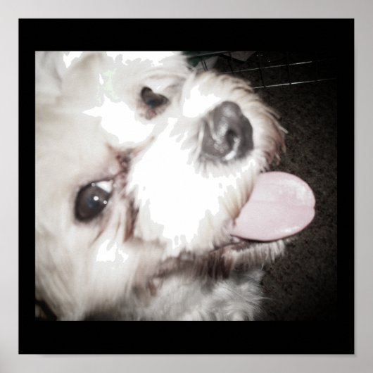 Happy Dog Poster (Devant)