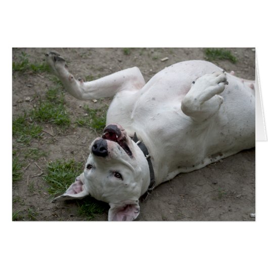 Happy Dogo Argentino Girl (Voorkant Horizontaal)