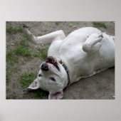 Happy Dogo Argentino Girl Poster (Voorkant)