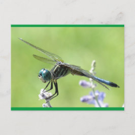 Happy DragonFly Briefkaart