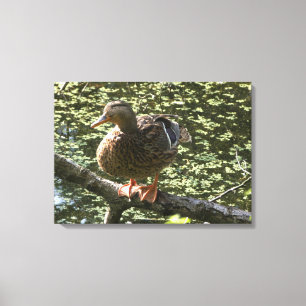 Happy Duck Canvas Afdruk