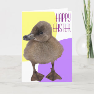 Happy Easter Schattig Grey Ducking Foto Feestdagen Kaart