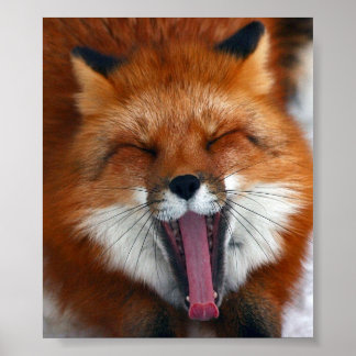 Happy Fox Wall Poster