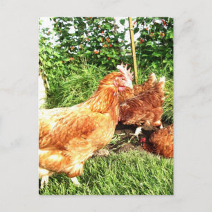 Happy Free range ex-batterijkippen Briefkaart