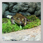 Happy Frog Poster (Voorkant)