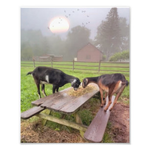 Happy Goats bij Sunset Foto Afdruk