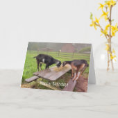 Happy Goats Sunset Birthday Kaart (Gele Bloem)
