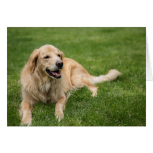 Happy Golden Retriever