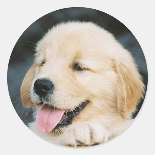 Happy Golden Retriever Puppy Sticker (Devant)
