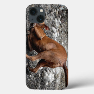 Happy Goofy Chocolate Lab Pit Mix Dog 4 iPhone 13 Hoesje