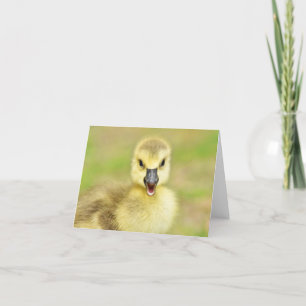 Happy Gosling (Canada Goose #2) - Blank Note Card Bedankkaart
