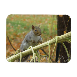 Happy Gray Squirrel Magnet Magneet