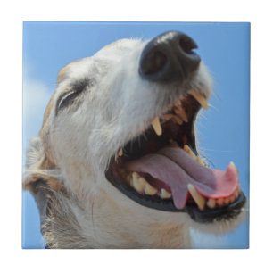 Happy Greyhound Smiilng Face Closeup Tegeltje