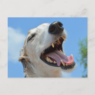Happy Greyhound Smiling Closeup Briefkaart
