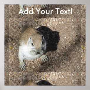 Happy Ground Squirrel Poster