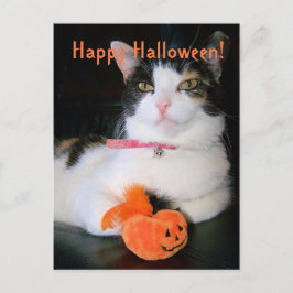 Happy Halloween Cat met pompoen Feestdagenkaart