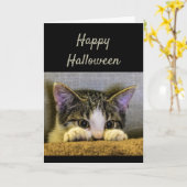Happy Halloween Schattige Bang Kitten Grappig Kaart (Gele Bloem)