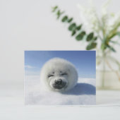 Happy Harp Seal Briefkaart (Staand voorkant)