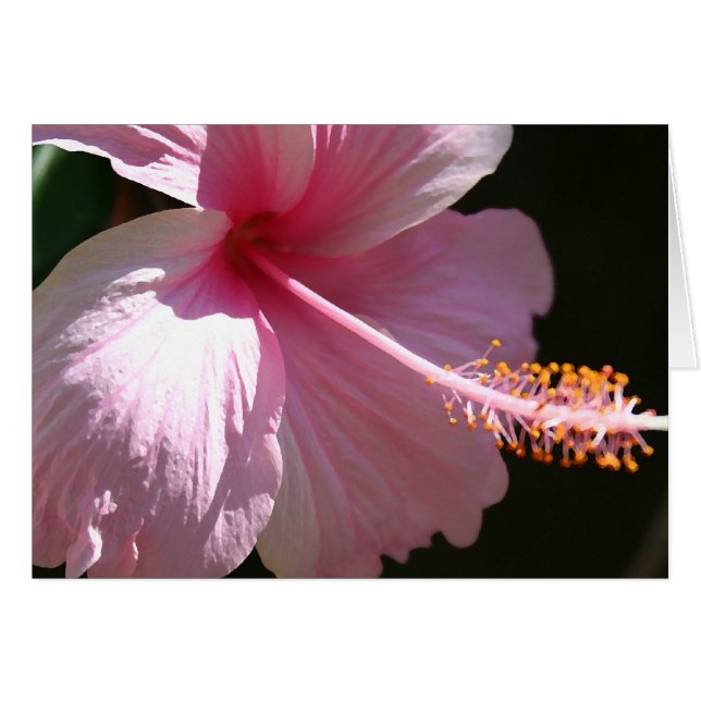 Happy Hibiscus (Voorkant Horizontaal)